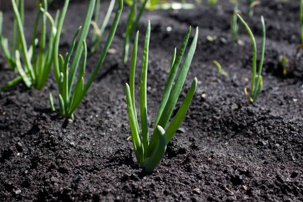 Cebolas verdes no jardim — Fotografia de Stock