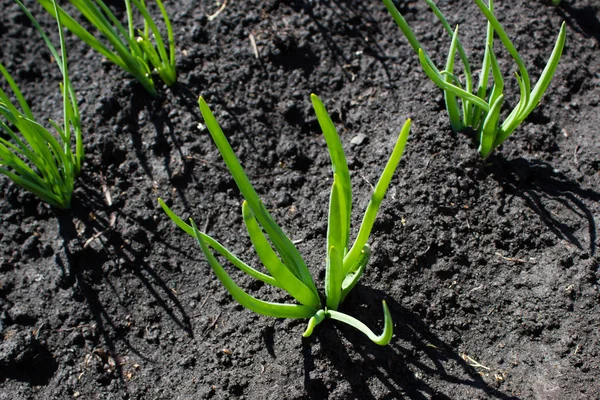 Cebolas verdes no jardim — Fotografia de Stock