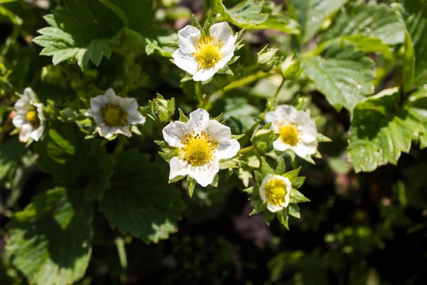 Fiore di fragola in giardino — Foto Stock