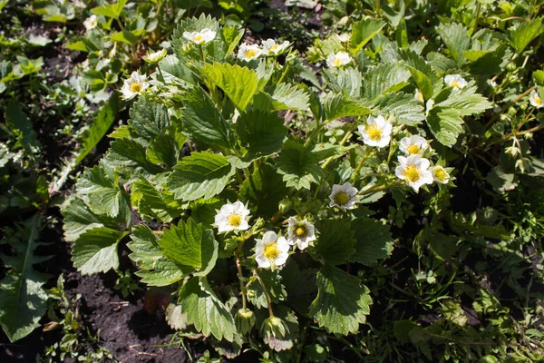 Fiore di fragola in giardino — Foto Stock