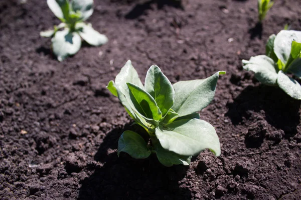 Der Keim der Bohne im Garten — Stockfoto