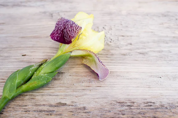 Flor de íris no fundo branco — Fotografia de Stock