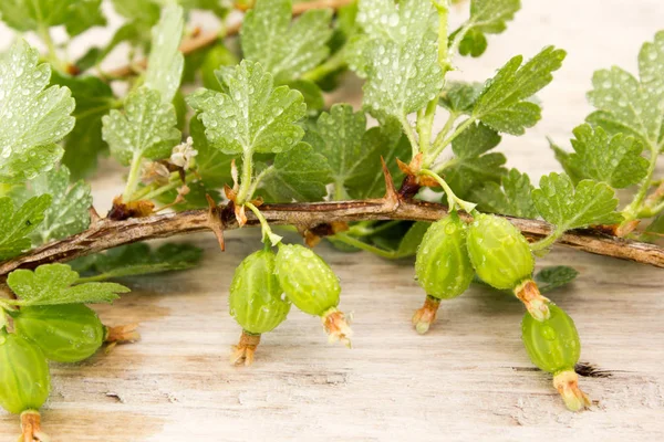 Ramo di uva spina con bacche — Foto Stock