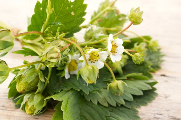 Ramo de flores de morango e bagas verdes — Fotografia de Stock