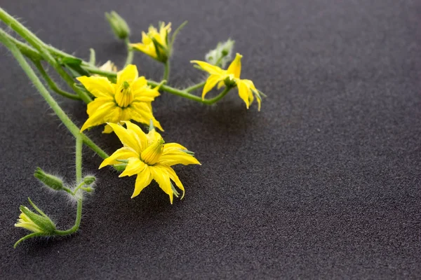 As folhas de tomate com flores — Fotografia de Stock