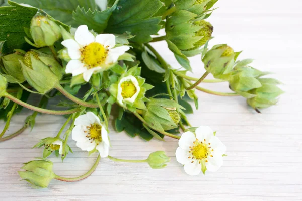 Гілка полуничних квітів і зелених ягід — стокове фото
