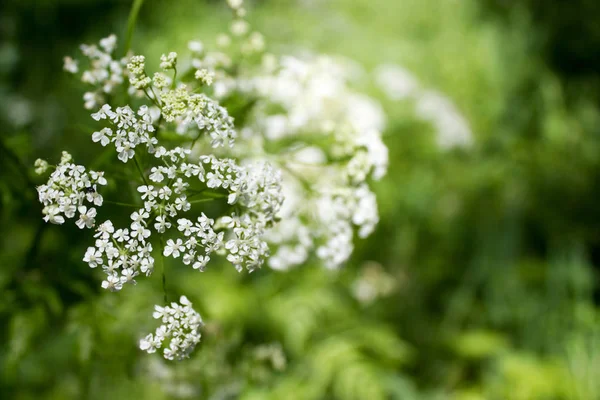 Malé bílé květy lesa — Stock fotografie