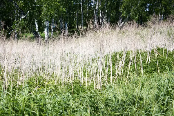 Hierba seca en la hierba verde — Foto de Stock