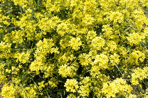 Жовті маленькі квіти в саду — стокове фото