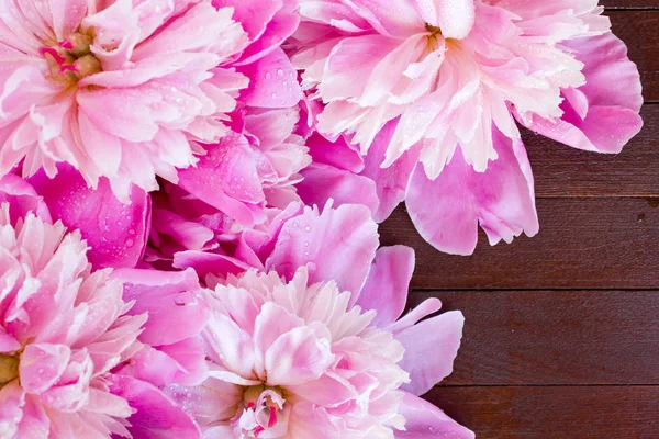 Pink flowers of peonies on wooden table — Stock Photo, Image