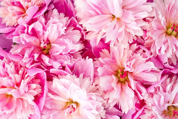 Pink flowers of peonies on wooden table — Stock Photo, Image