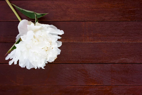 Fehér virágok, a pünkösdi rózsa, a fából készült asztal — Stock Fotó