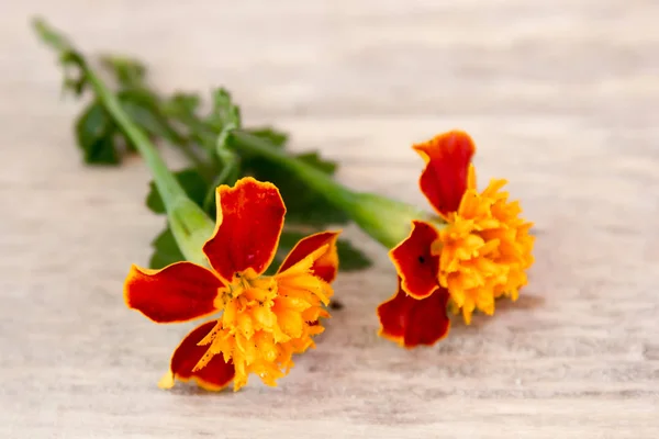 Marigold flowers on a wooden table — Stock Photo, Image