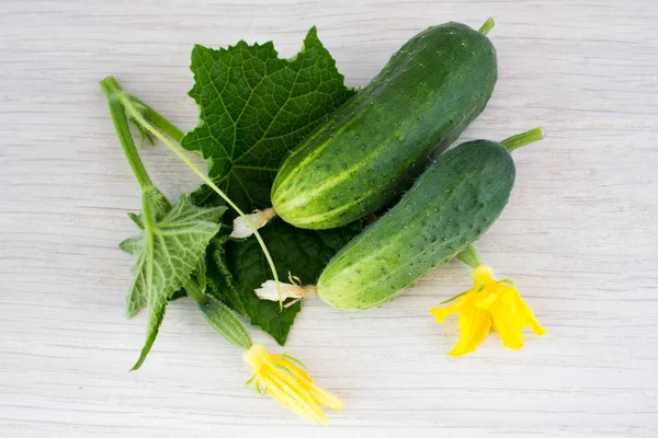 Cucumbers, leaves and flowers — Stock Photo, Image
