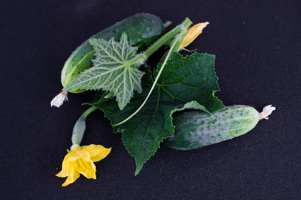 Pepinos, folhas e flores — Fotografia de Stock