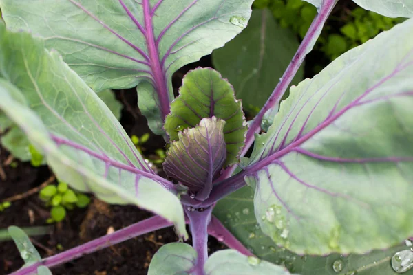 Kırmızı lahana bahçesinde fidan