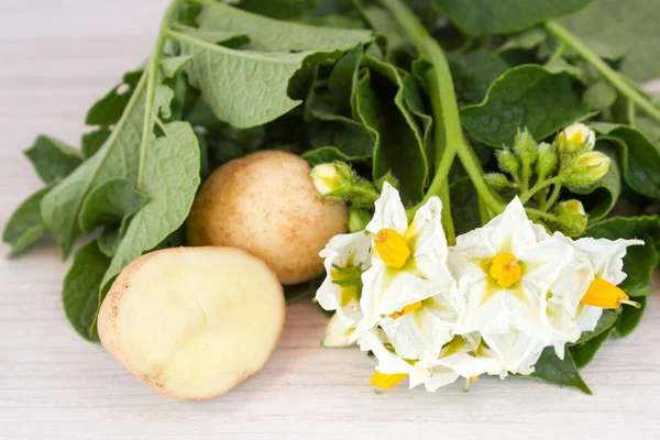Квіти і листя картоплі — стокове фото