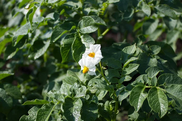 As flores e folhas de batatas — Fotografia de Stock