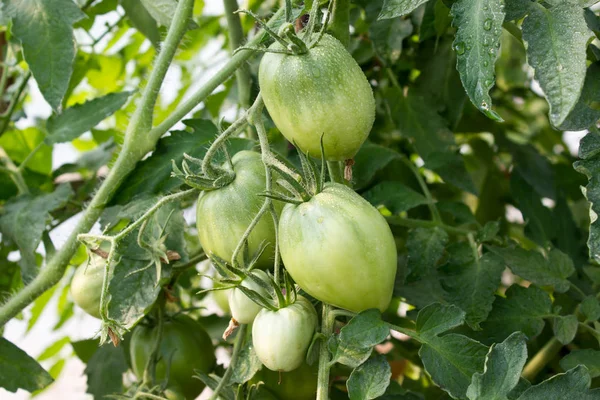 В саду растут зеленые помидоры — стоковое фото