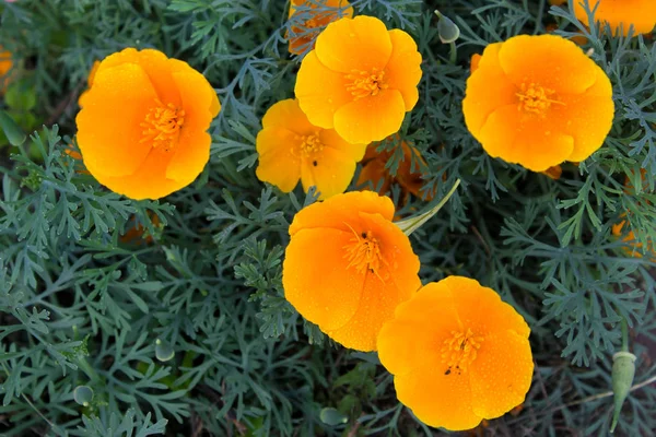 Petunia fiori in giardino — Foto Stock