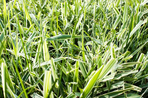 Groen gras als achtergrond — Stockfoto