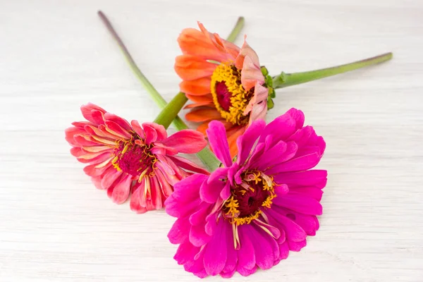 Flowers zinnia closeup — Stock Photo, Image