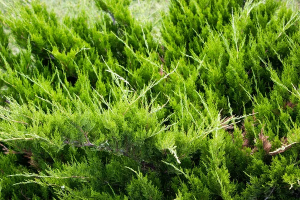 Зеленый хвостик в качестве фона — стоковое фото