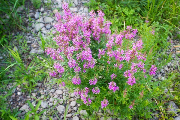 Roze wilde bloemen in het bos — Stockfoto