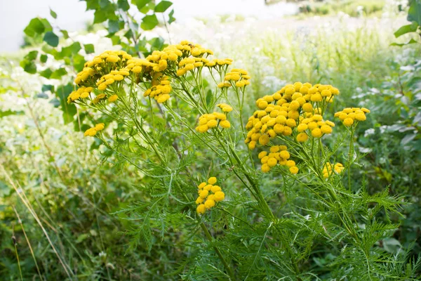 野生森林中的黄雏菊 — 图库照片