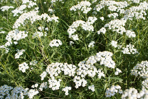 Malé bílé květy lesa — Stock fotografie