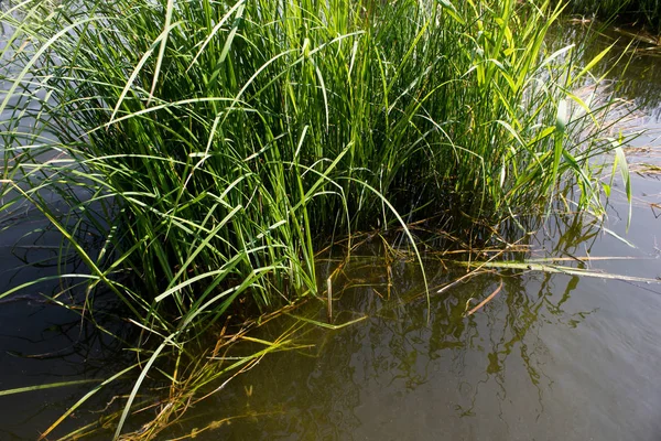 Een uitzicht over het water door het gras — Stockfoto