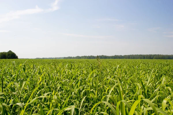 Campo de maíz en un día caluroso — Foto de Stock