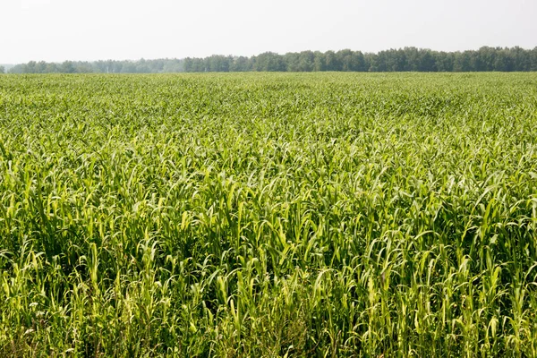 Campo de maíz en un día caluroso — Foto de Stock