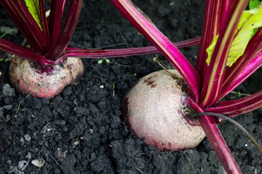 bahçede büyüyen pancar