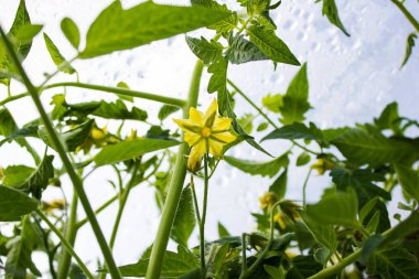 Bahçede sarı domates çiçek