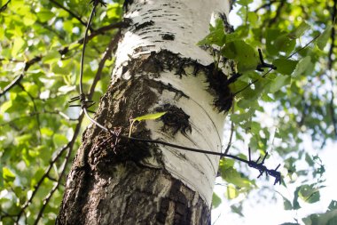 Huş ağacı orman yaz ormandaki