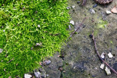 Ormanda yeşil yosun