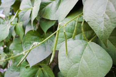 Bahçedeki yaprakları fasulye