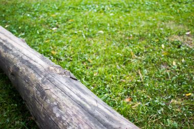 Yeşil çimenlerin üzerinde eski günlüğü