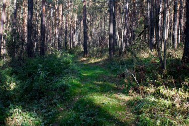 sonbahar çam ormanı