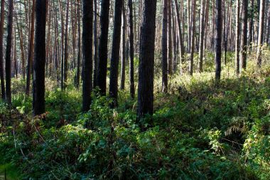 Sonbahar yaz ve çam ormanı