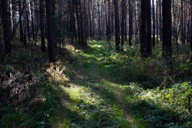 Sonbahar yaz ve çam ormanı