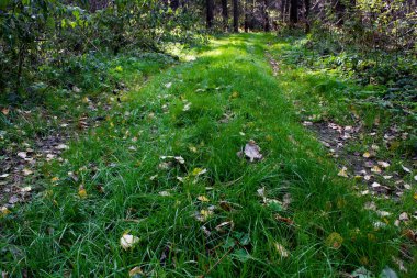 Bir çam ormanının yeşil çayır