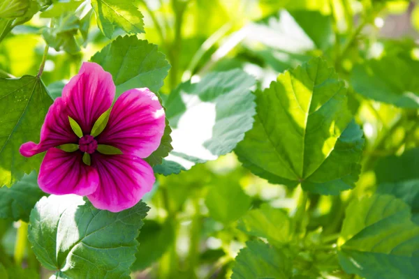 Bahçedeki petunya çiçekleri