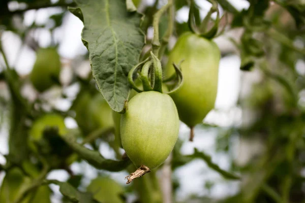 В саду растут зеленые помидоры — стоковое фото