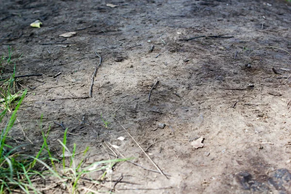 A talaj, nyáron az erdőben — Stock Fotó