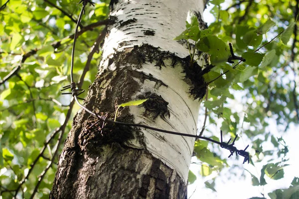 Huş ağacı orman yaz ormandaki