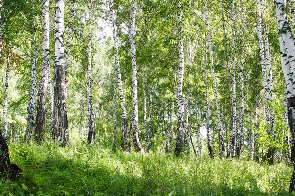 Yazın huş ağacı ormanı