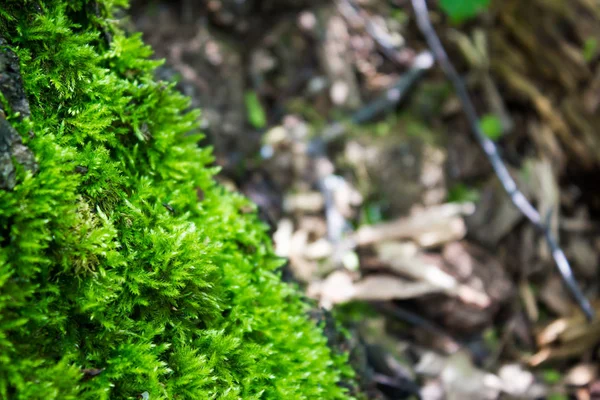 Musgo verde en el bosque — Foto de Stock