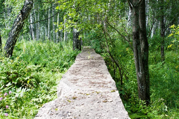 夏の森で、古いコンクリート ブロック — ストック写真